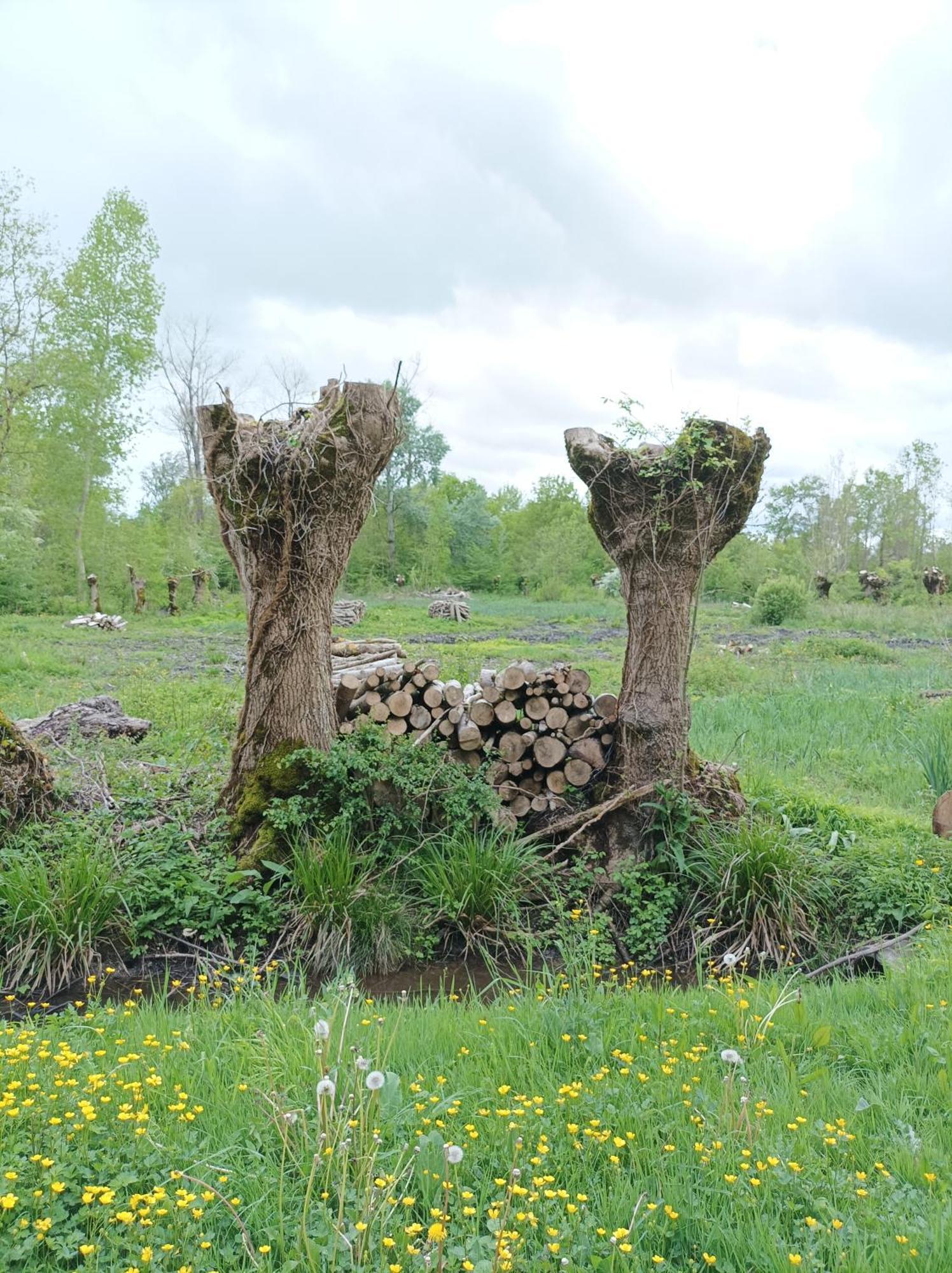 Le Logis De Lange Apt Les Aigrettes Saint-Hilaire-la-Palud エクステリア 写真